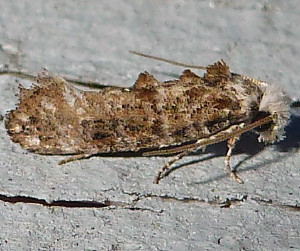 0383 Acrolophus texanella,  Texas Grass Tubeworm Moth